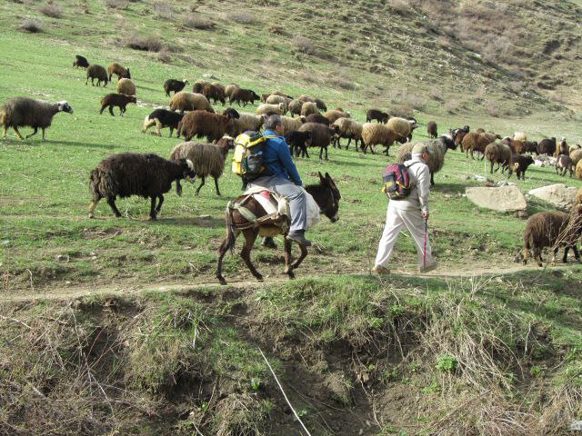 فلات ایران