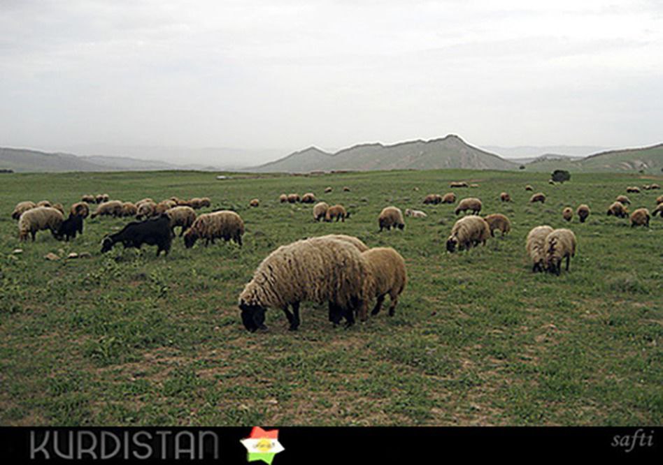 فلات ایران